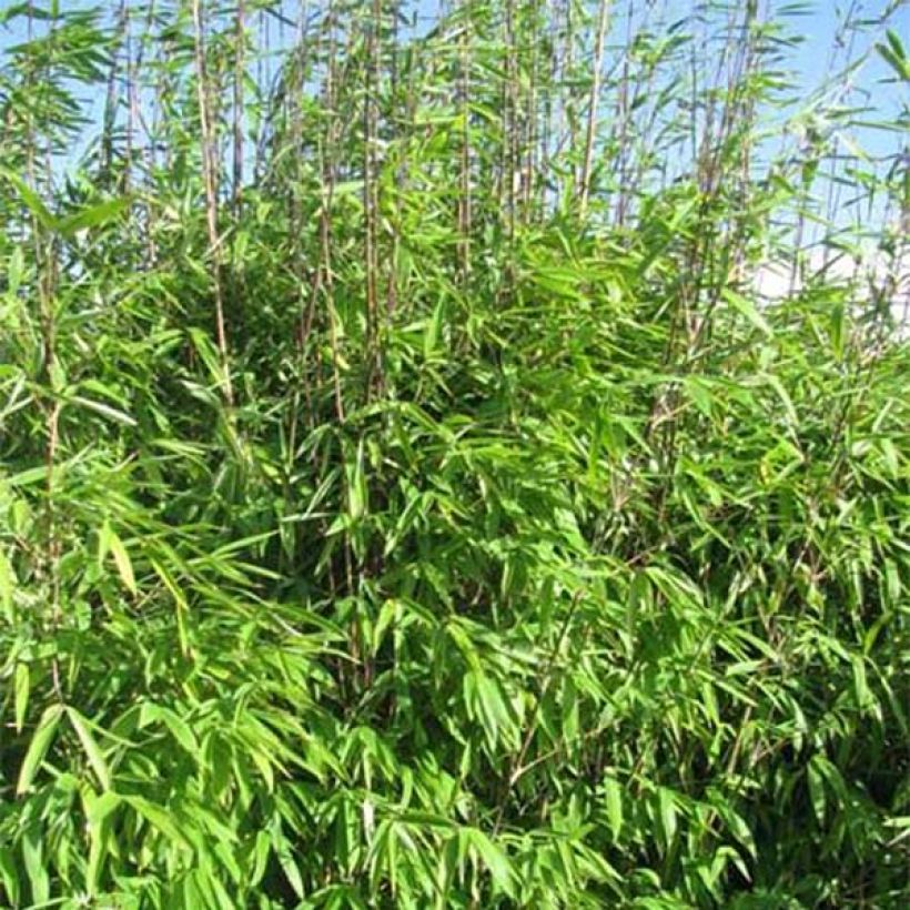 Fargesia Winter Joy - Bambus (Foliage)