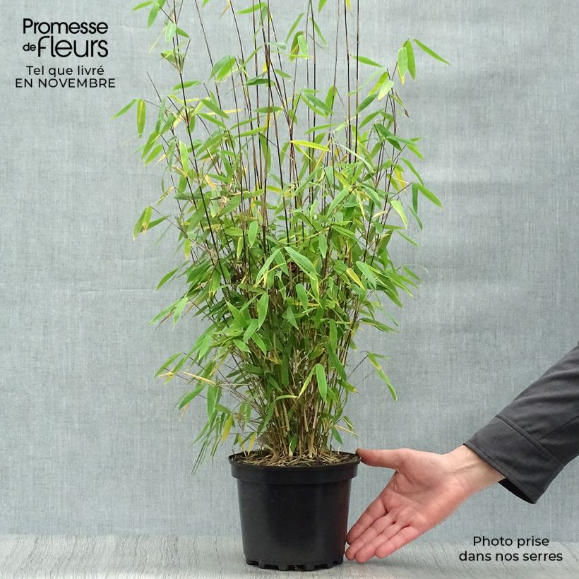 Example of Fargesia Winter Joy - Bambus Topf mit 2L/3L as you get in automne