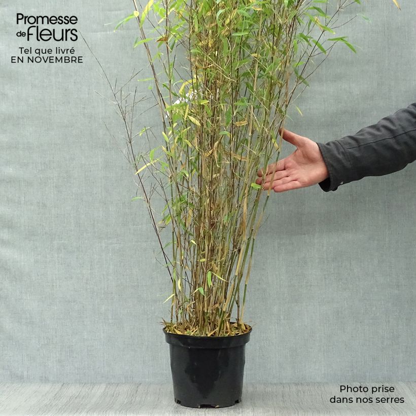 Example of Fargesia Winter Joy - Bambus Topf mit 4L/5L as you get in automne