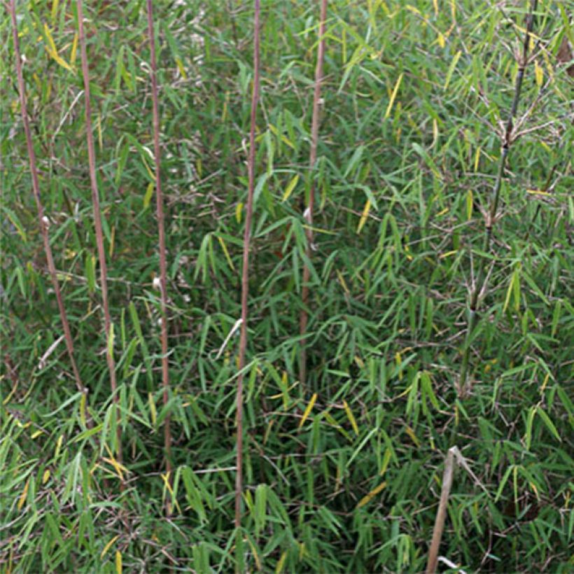 Fargesia angustissima - Bambus (Foliage)