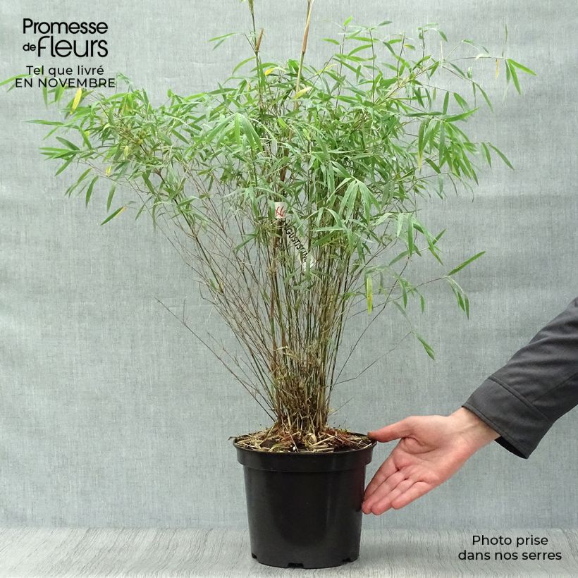 Example of Fargesia angustissima - Bambus Topf mit 4L/5L as you get in automne