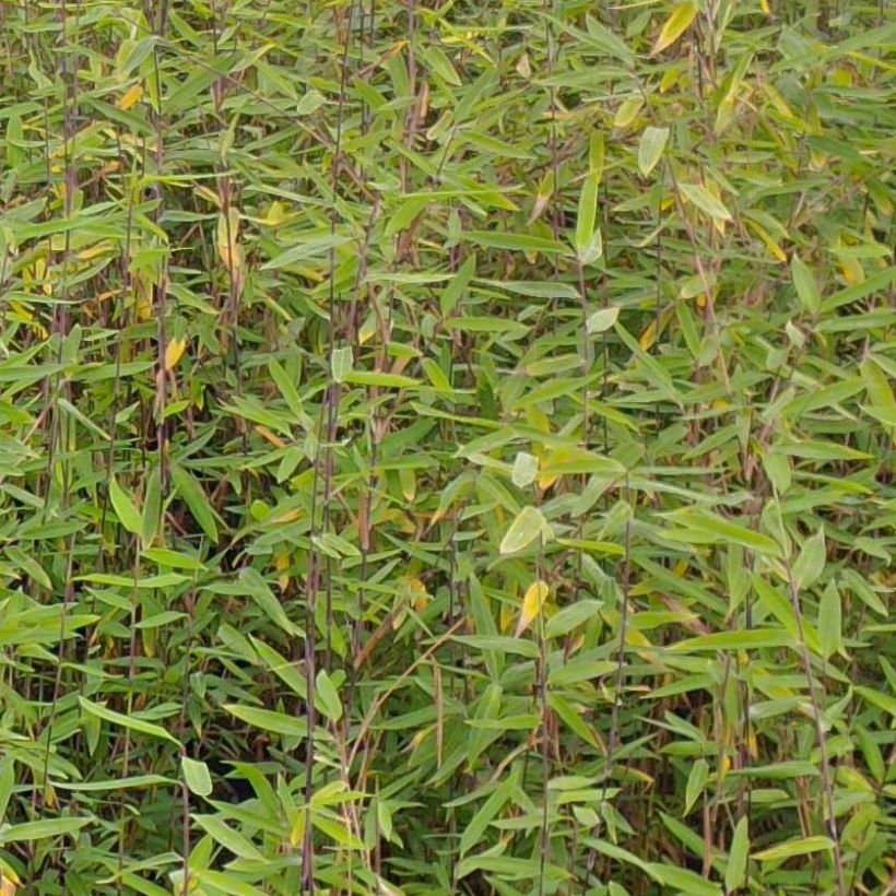 Fargesia demissa Gerry - Bambus (Foliage)
