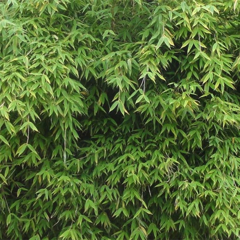 Fargesia murielae Dino - Bambus (Foliage)