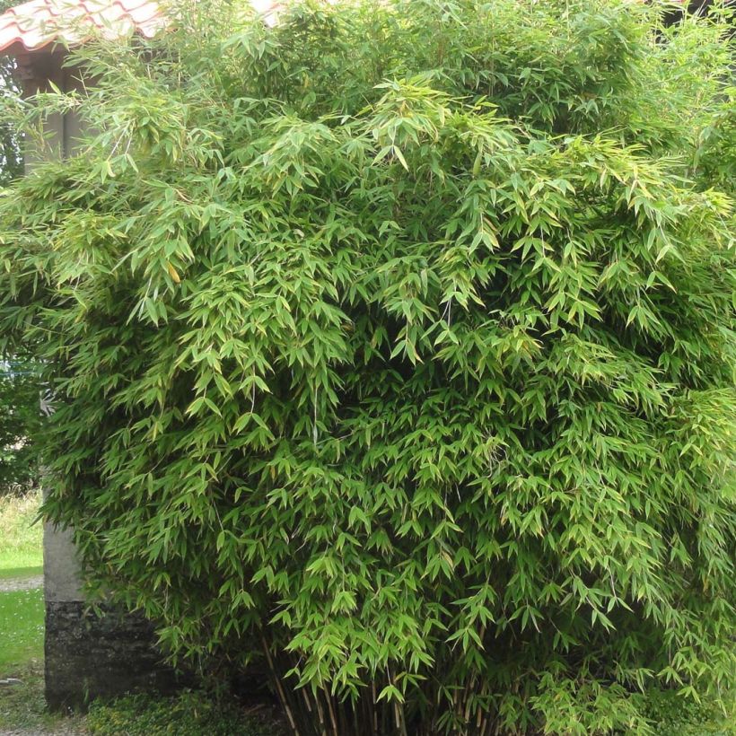 Fargesia murielae Dino - Bambus (Plant habit)