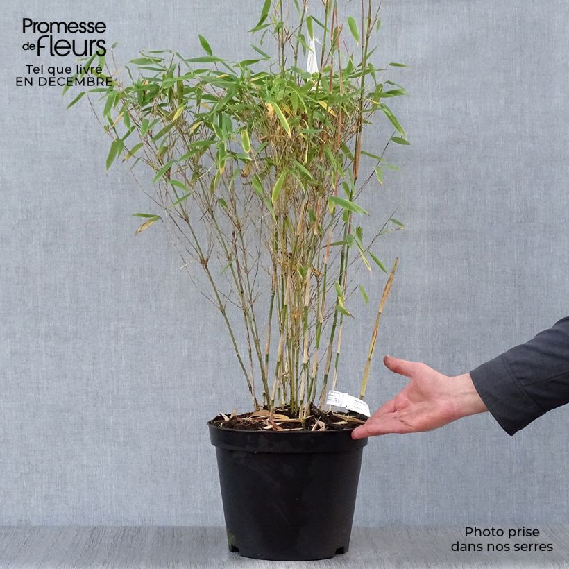 Exemplar von Fargesia murielae Dino - Bambus Topf mit 7,5L/10L wie im Winter geliefert