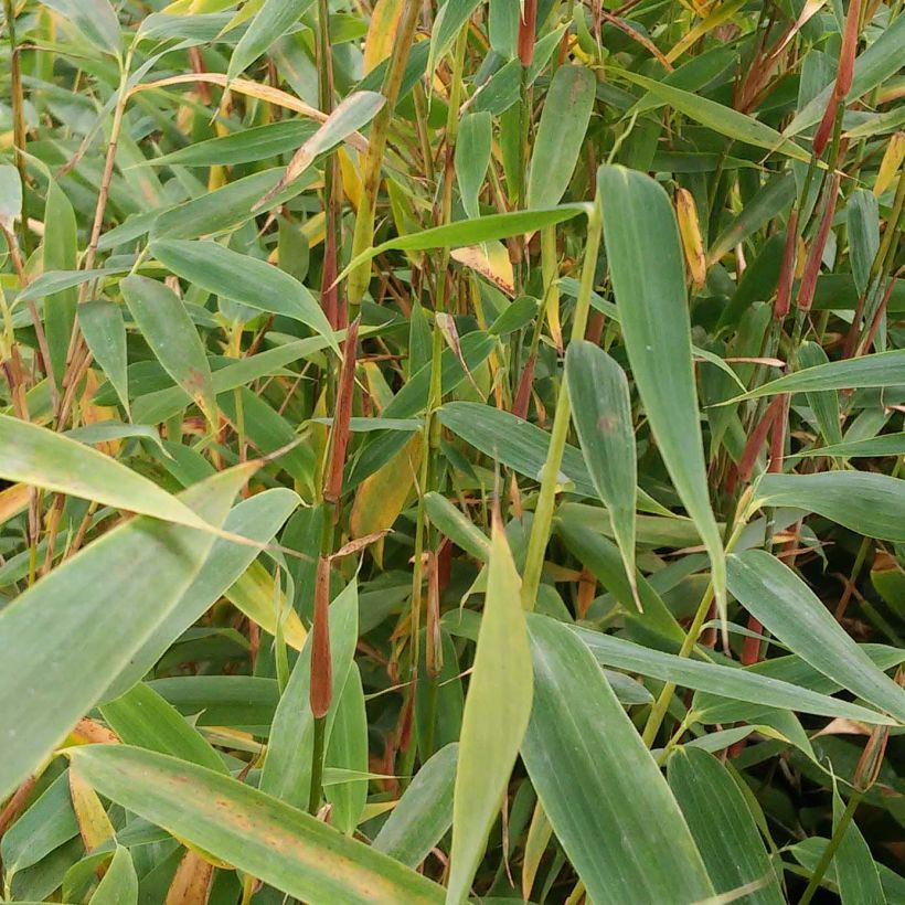 Fargesia murielae Panda - Bambus (Foliage)