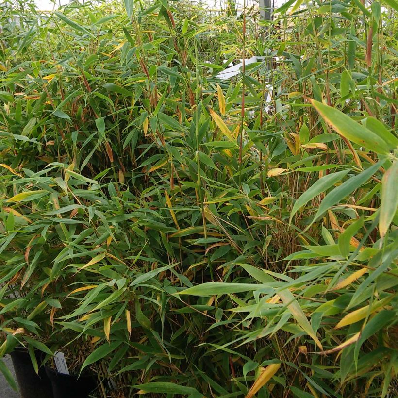 Fargesia murielae Panda - Bambus (Plant habit)