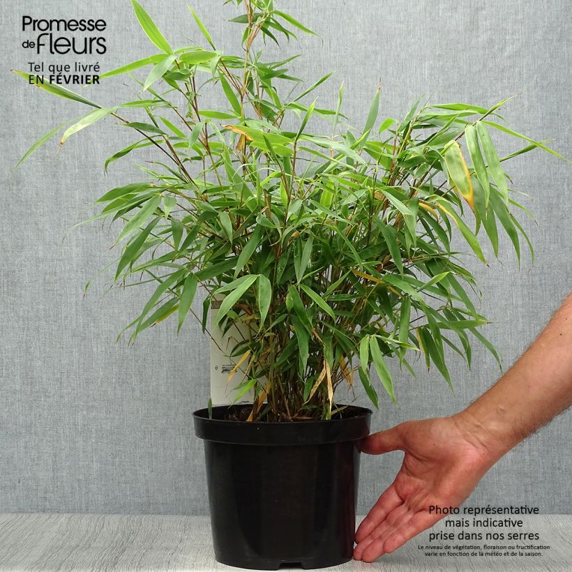 Example of Fargesia robusta Tauro - Bambus Topf mit 4L/5L as you get in automne
