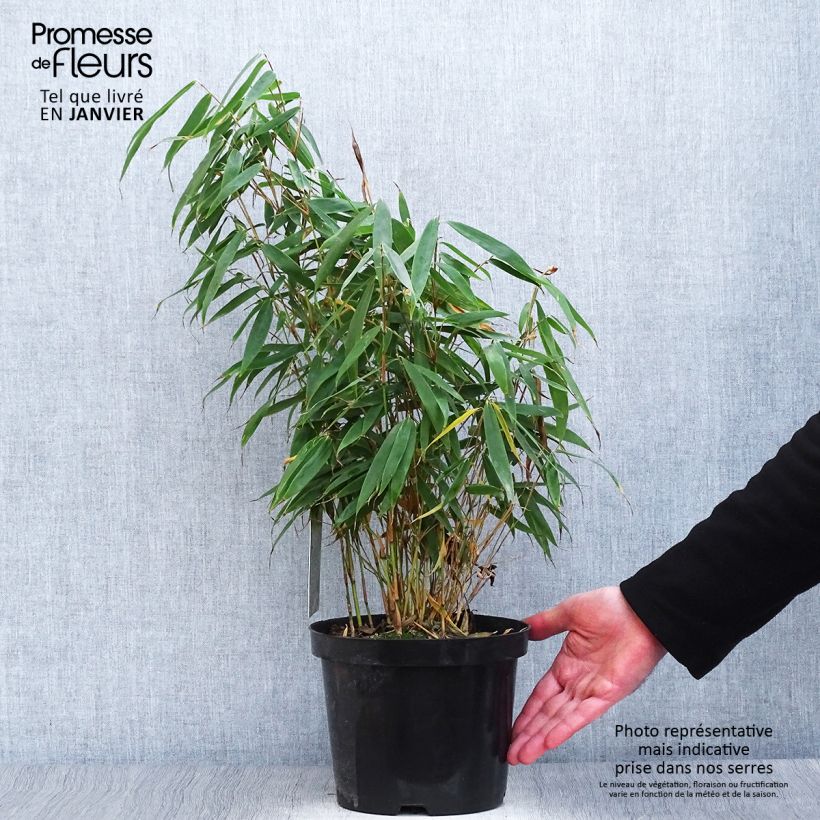 Exemplar von Fargesia robusta Tauro - Bambus Topf mit 4L/5L wie im Winter geliefert