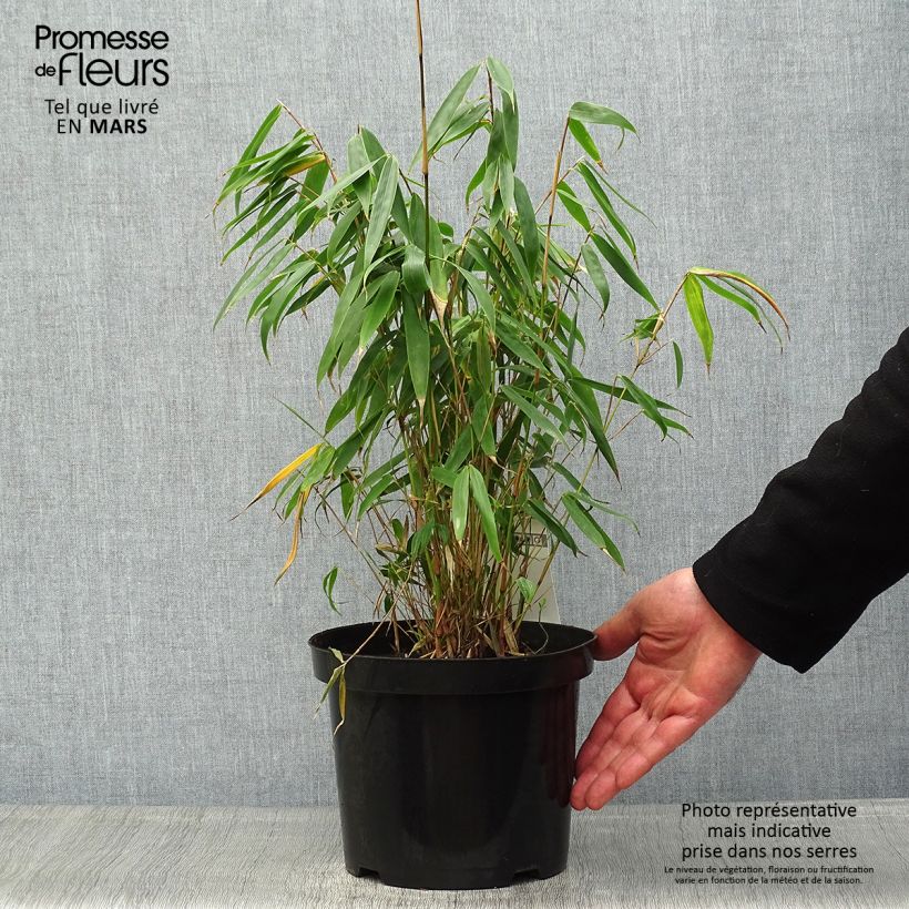 Exemplar von Fargesia robusta Tauro - Bambus Topf mit 4L/5L wie im Frühjahr geliefert