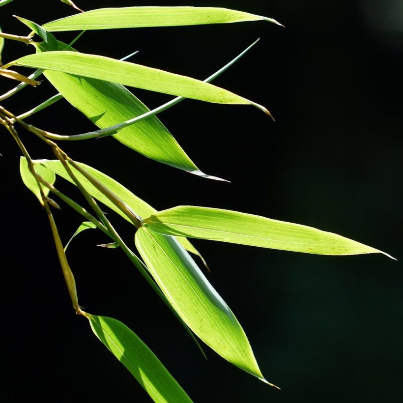 Fargesia murielae Elias - Bambus (Foliage)