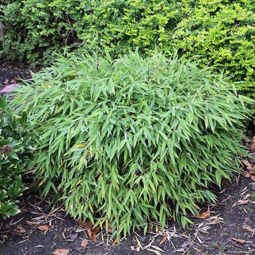 Fargesia murielae Elias - Bambus (Plant habit)