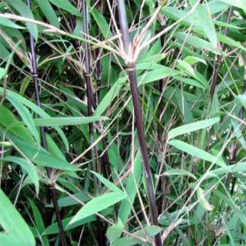 Fargesia nitida Black Pearl - Bambus (Foliage)