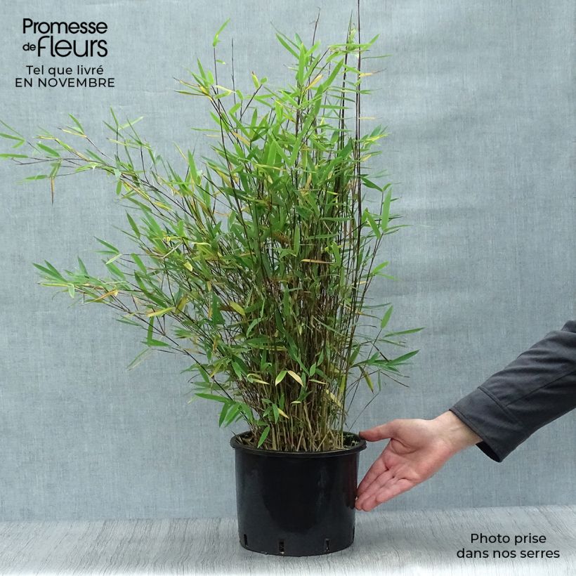 Example of Fargesia nitida Black Pearl - Bambus Topf mit 4L/5L as you get in automne