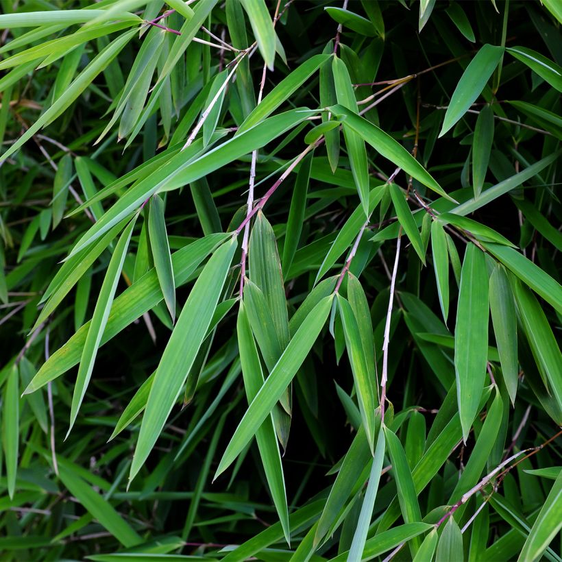 Fargesia nitida Gansu - Bambus (Foliage)