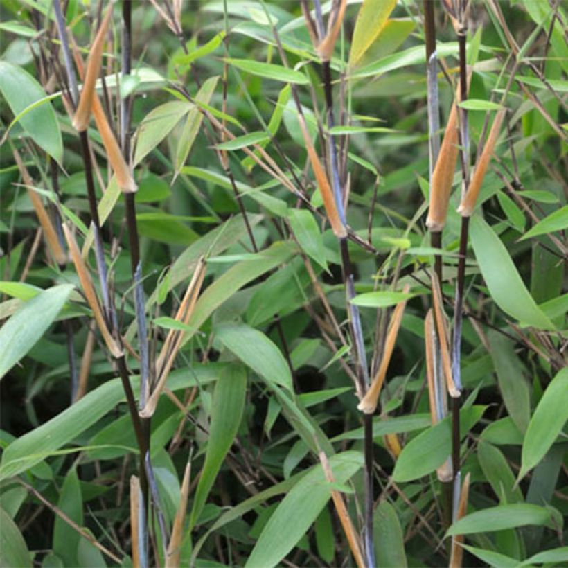 Fargesia nitida Great Wall - Bambus (Foliage)
