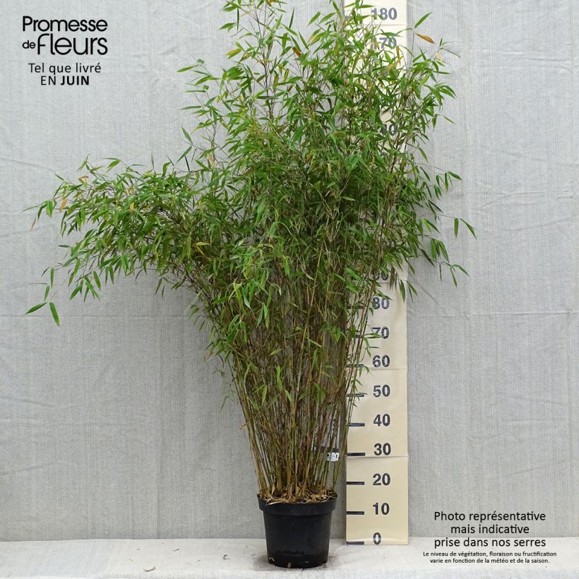 Example of Fargesia nitida Great Wall - Bambus Topf mit 7,5L/10L as you get in automne