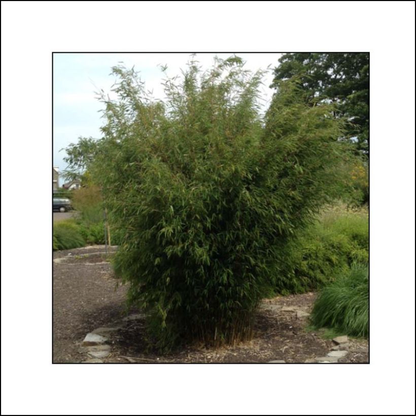 Fargesia Obelisk - Bambus (Plant habit)