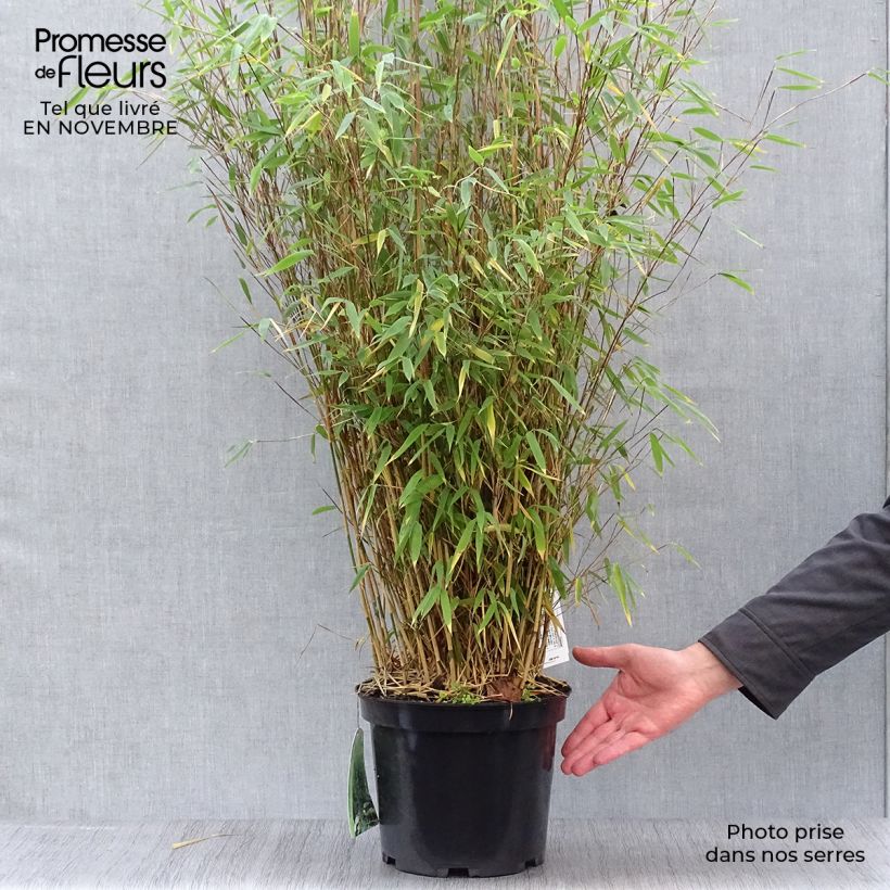 Example of Fargesia Obelisk - Bambus Topf mit 7,5L/10L as you get in automne