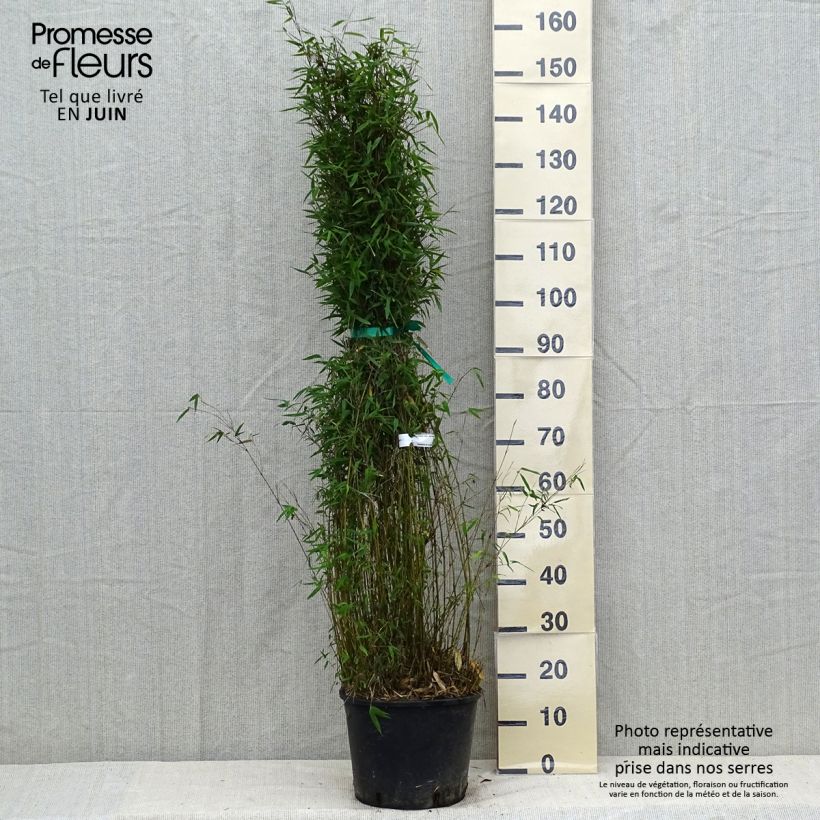 Example of Fargesia nitida Red Dragon - Bambus Topf mit 7,5L/10L as you get in ete