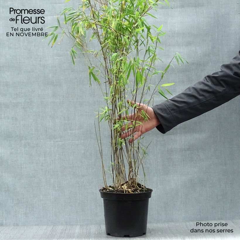 Example of Fargesia nitida Volcano - Bambus Topf mit 4L/5L as you get in automne