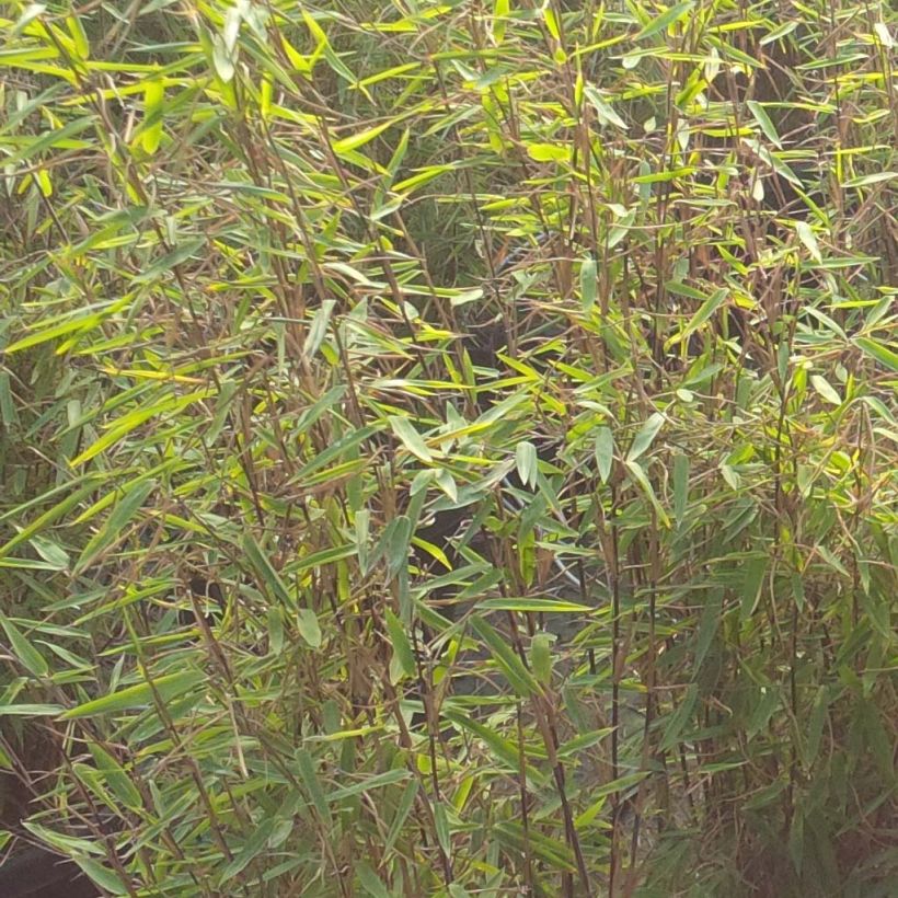 Fargesia nitida Volcano - Bambus (Foliage)