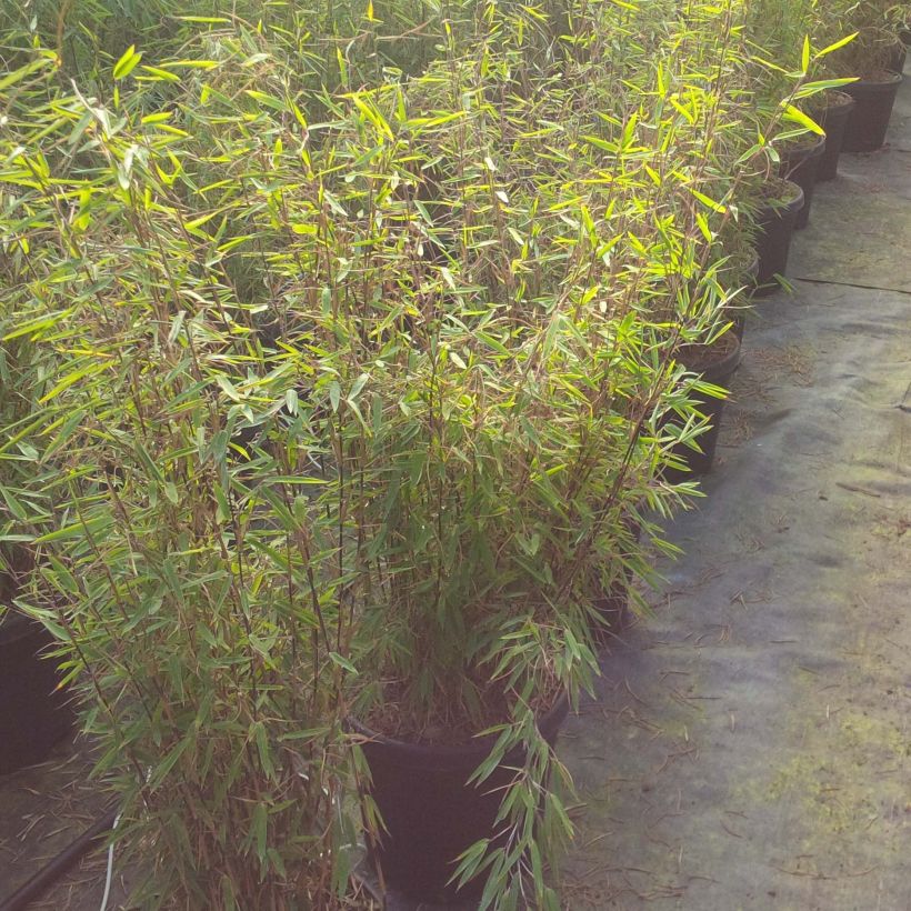 Fargesia nitida Volcano - Bambus (Plant habit)
