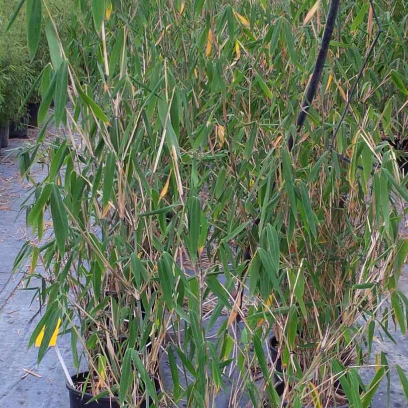 Fargesia papyrifera - Bambus (Foliage)