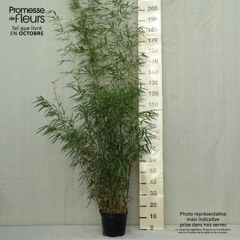 Example of Fargesia robusta - Bambus Topf mit 4L/5L as you get in automne