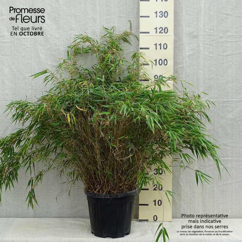 Example of Fargesia robusta - Bambus Topf mit 18L/20L as you get in automne
