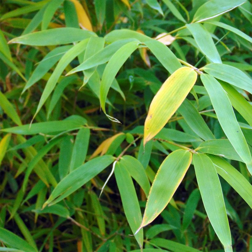 Fargesia robusta Campbell - Bambus (Foliage)