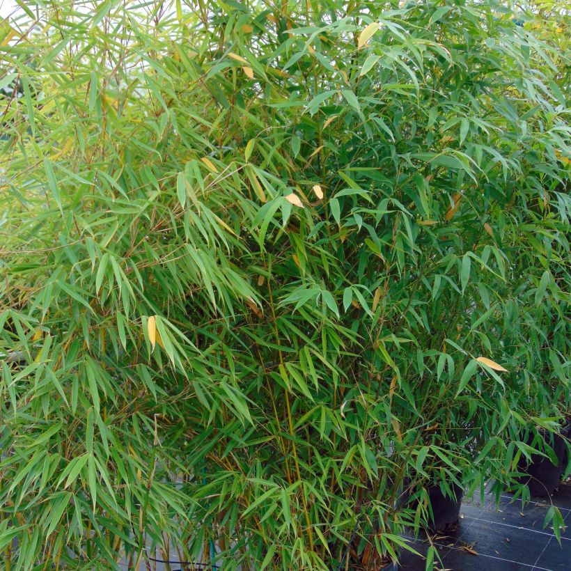 Fargesia robusta Campbell - Bambus (Plant habit)
