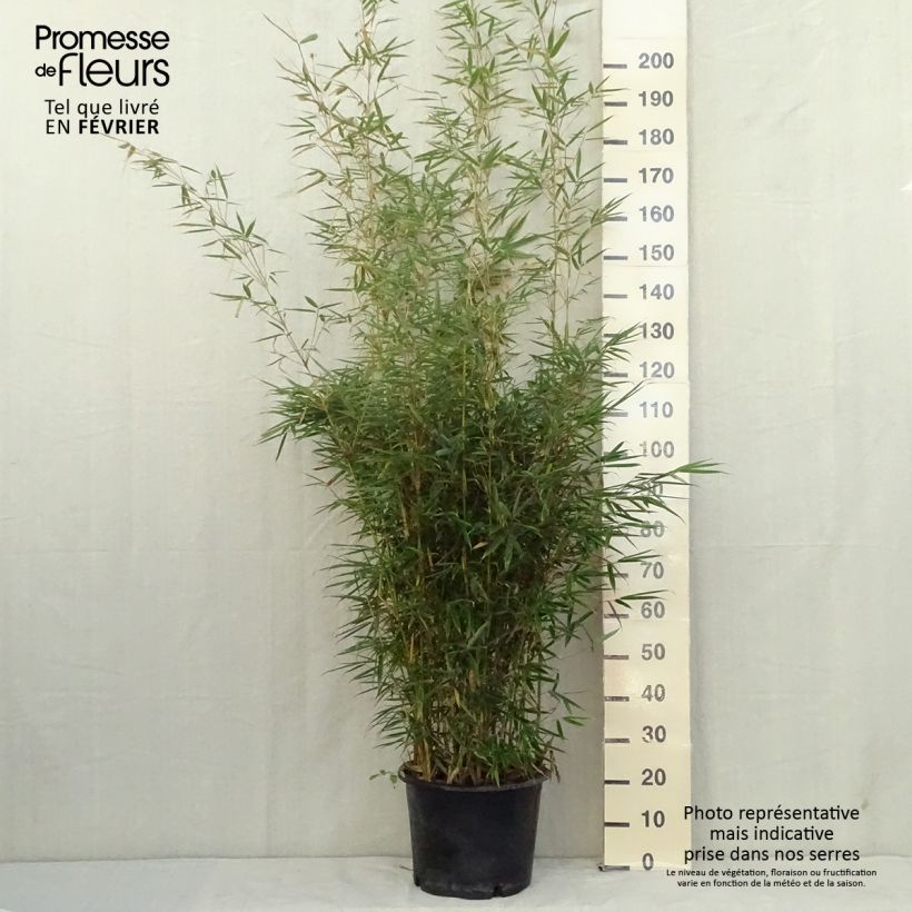 Example of Fargesia robusta Formidable - Bambus Topf mit 4L/5L as you get in automne