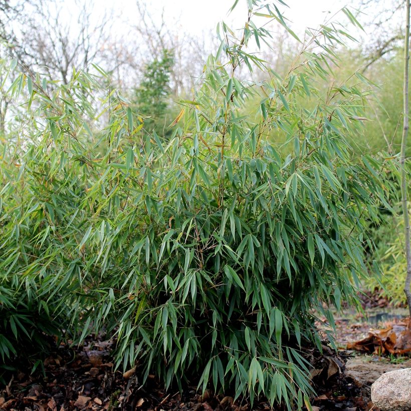 Fargesia robusta Formidable - Bambus (Plant habit)