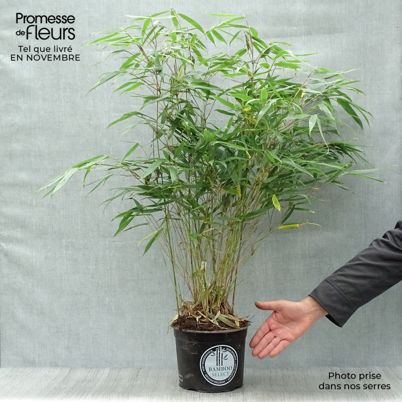 Example of Fargesia robusta Pingwu - Bambus Topf mit 4L/5L as you get in automne