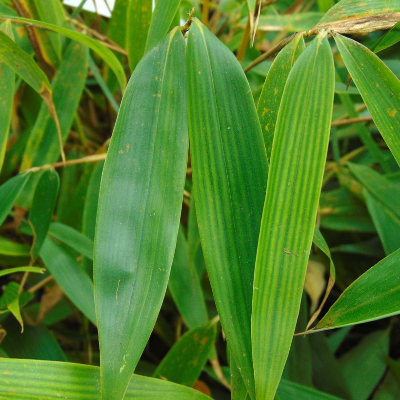Fargesia robusta Pingwu - Bambus (Foliage)