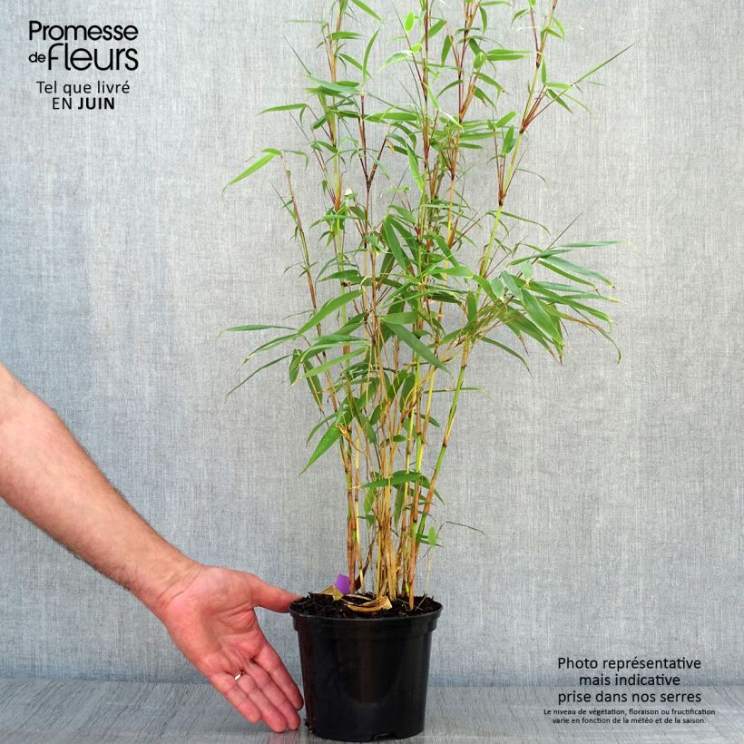Example of Fargesia robusta Pingwu - Bambus Topf mit 2L/3L as you get in ete