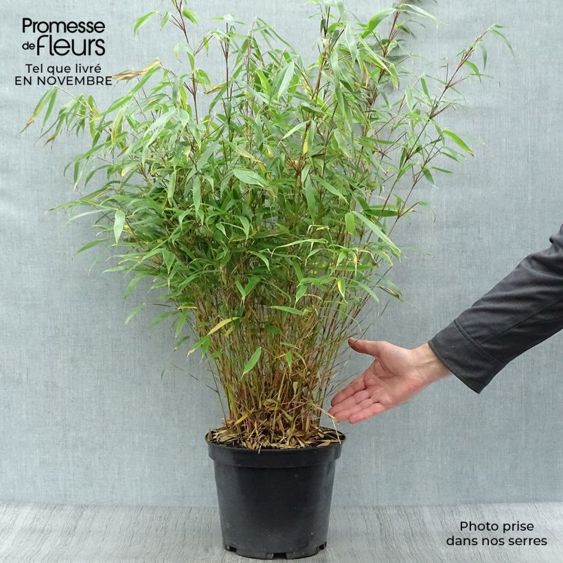 Example of Fargesia robusta Pingwu - Bambus Topf mit 7,5L/10L as you get in automne