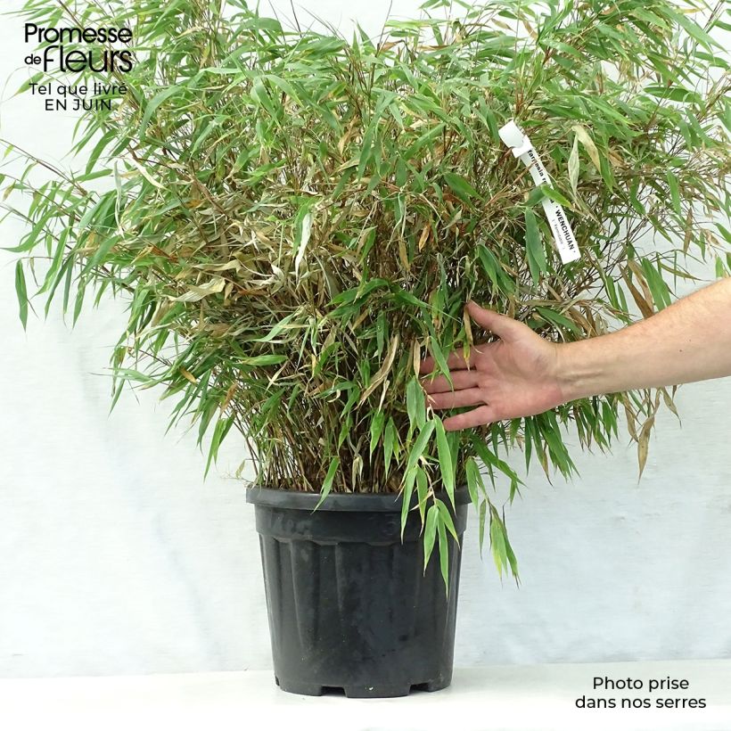 Example of Fargesia robusta Wenchuan - Bambus Topf mit 12L/15L as you get in ete