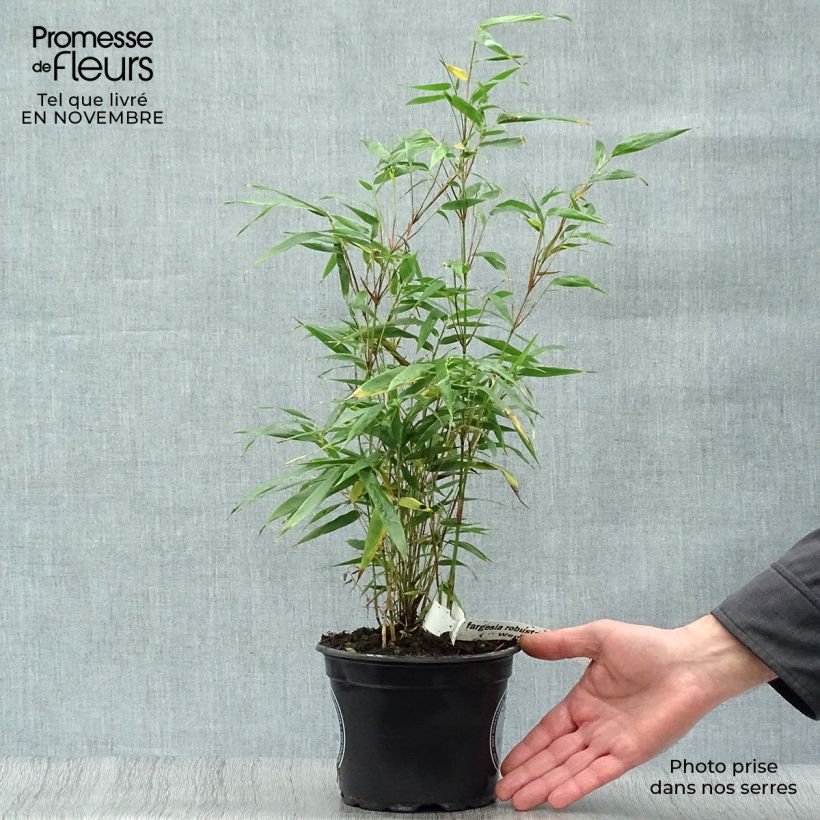 Example of Fargesia robusta Wenchuan - Bambus Topf mit 2L/3L as you get in automne