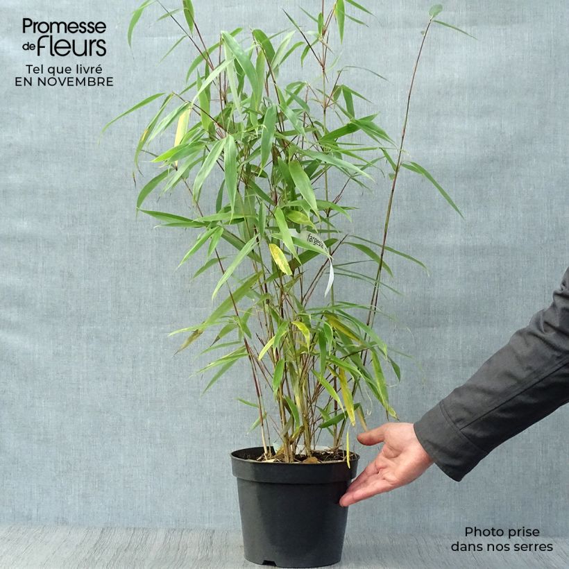 Example of Fargesia robusta Wolong - Bambus Topf mit 4L/5L as you get in automne