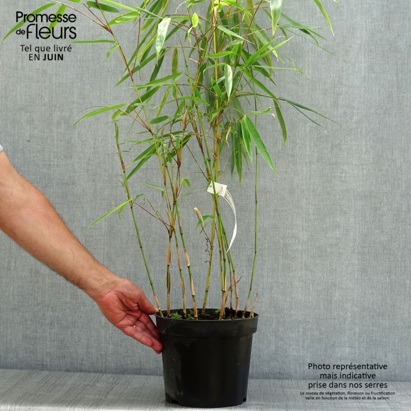 Exemplar von Fargesia robusta Wolong - Bambus Topf mit 4L/5L wie im Sommer geliefert