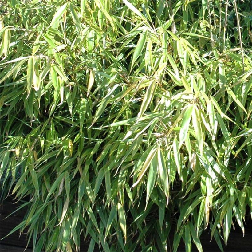 Fargesia rufa - Bambus (Foliage)