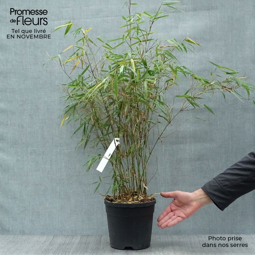 Example of Fargesia scabrida Asian wonder - Bambus Topf mit 4L/5L as you get in automne