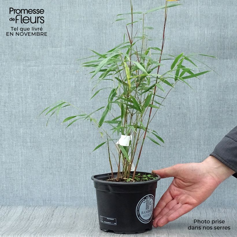 Example of Fargesia scabrida Asian wonder - Bambus Topf mit 2L/3L as you get in automne