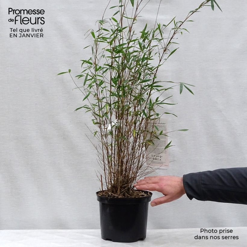 Exemplar von Fargesia sp Jiuzhaigou Deep Purple - Bambus Topf mit 4L/5L wie im Winter geliefert