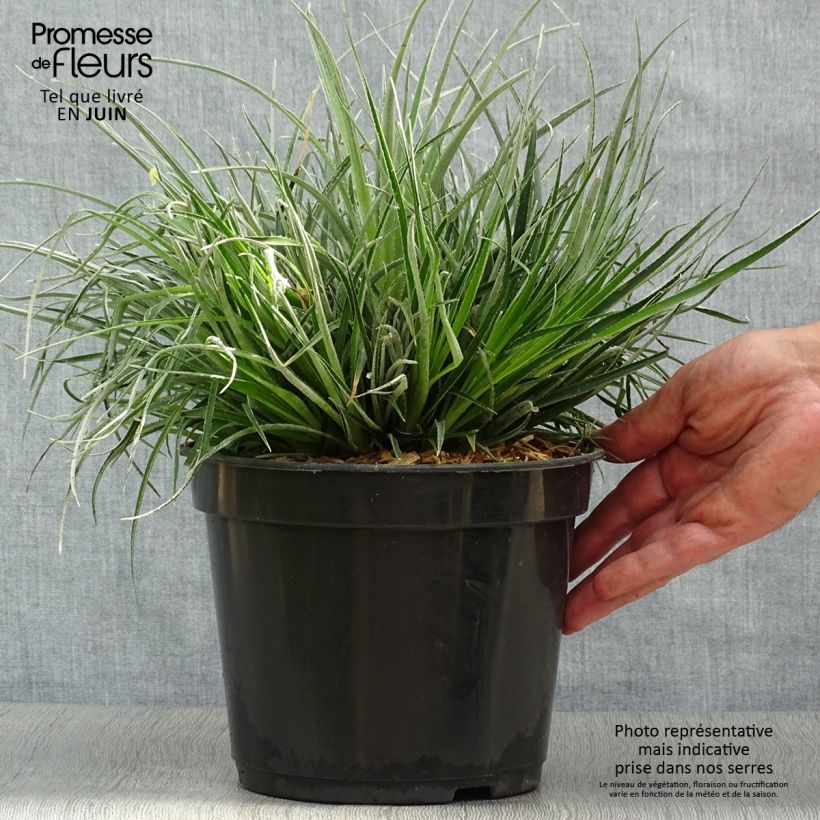 Exemplar von Fascicularia bicolor - Fascicularie Topf mit 2L/3L wie im Sommer geliefert