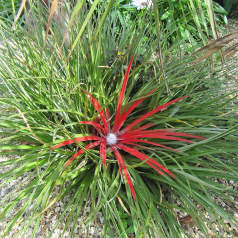 Fascicularia bicolor - Fascicularie (Plant habit)