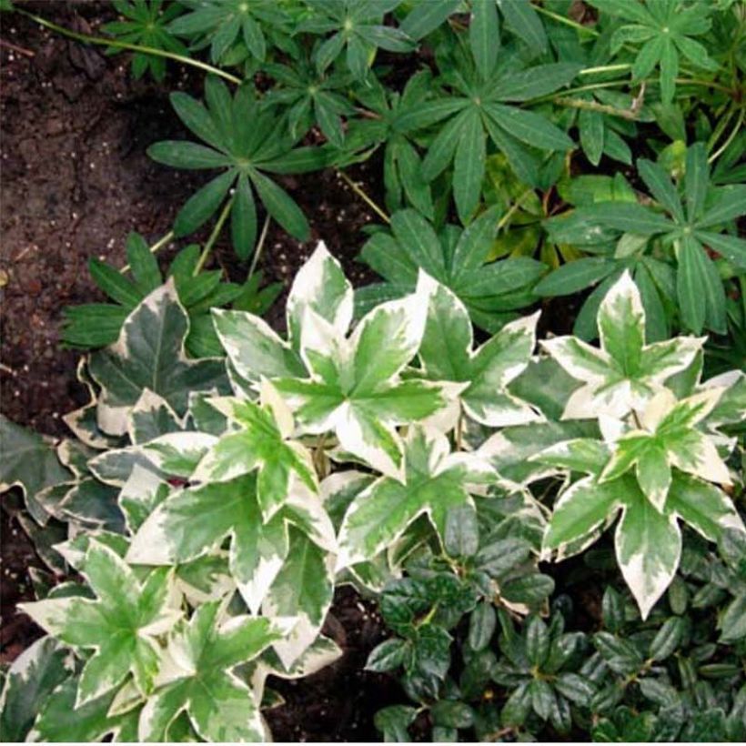 Fatshedera lizei Variegata - Efeuaralie (Foliage)