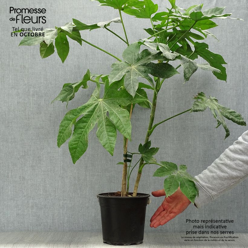 Example of Fatsia japonica - Zimmeraralie Topf mit 4L/5L as you get in automne